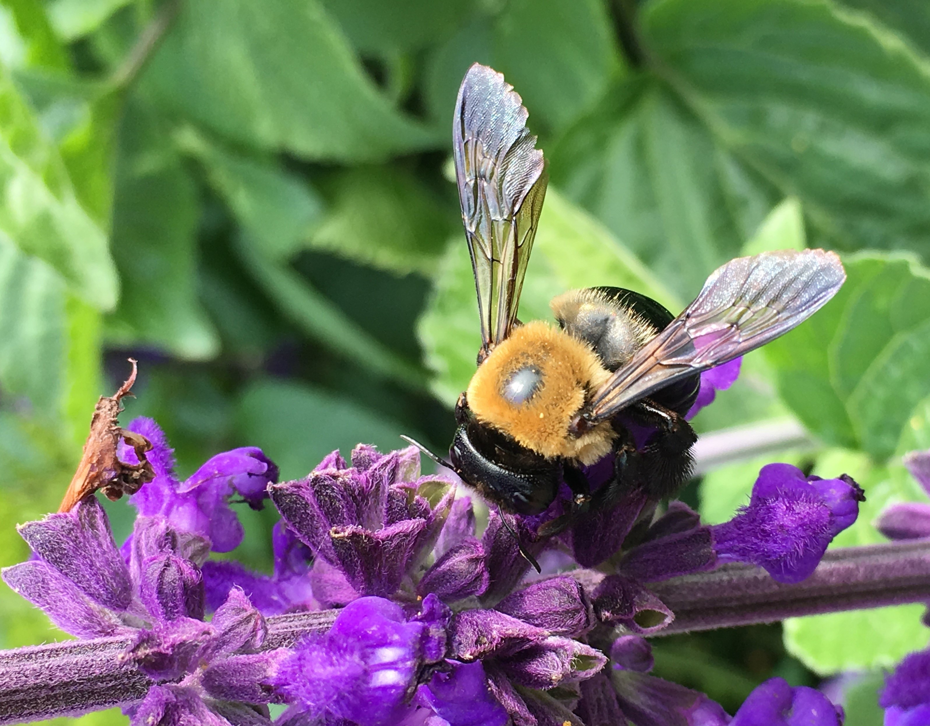 Bumble bee on flower.